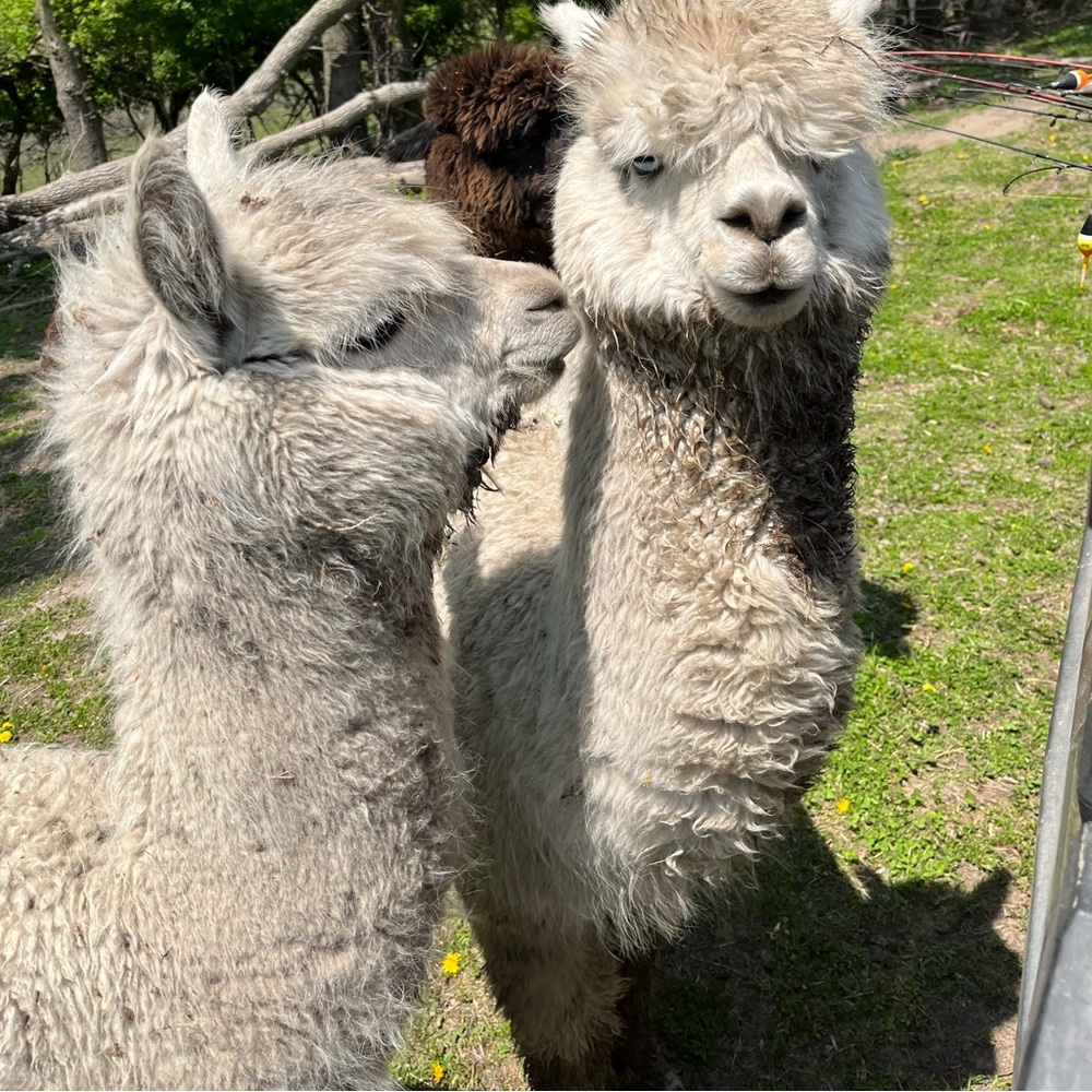 Alpacas